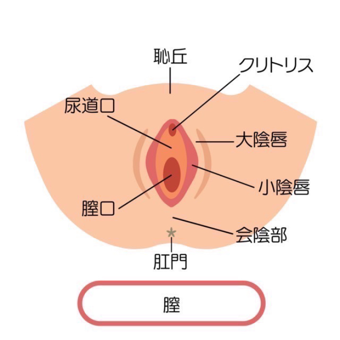 クリトリス包茎術施術イメージ